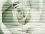 wall decoration Maxima azure 2 89,8x67,3